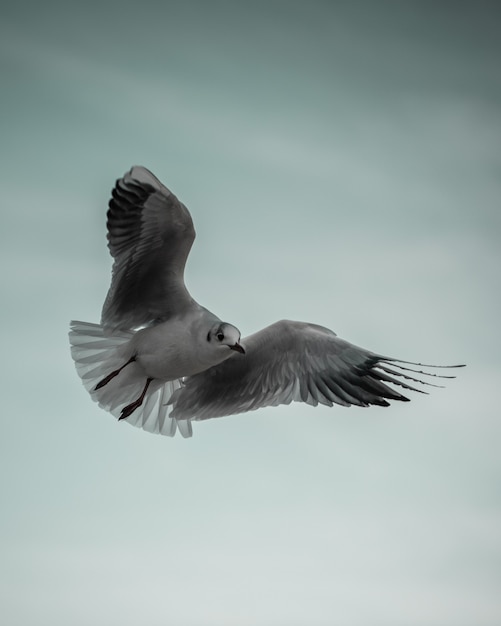 gaviota en vuelo