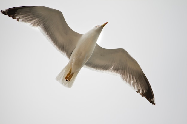 Gaviota en vuelo