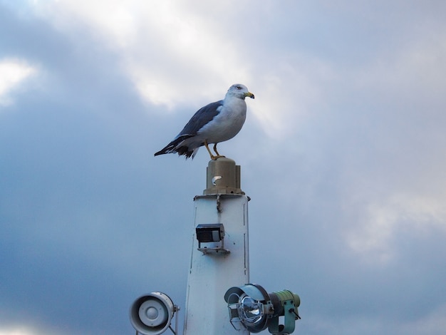 una gaviota se para en el yate