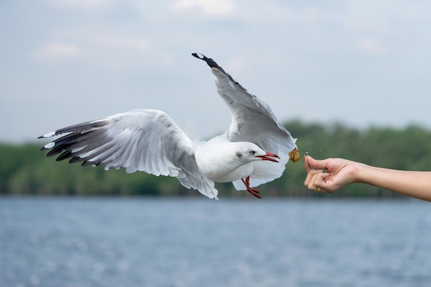 Gaviota