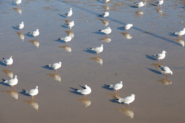 Gaviota