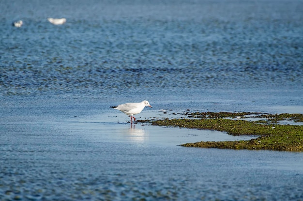 gaviota