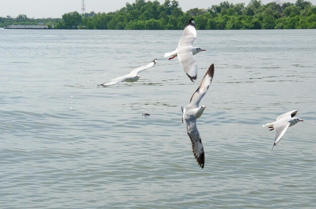 Gaviota