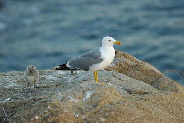 Gaviota