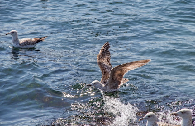 Las gaviotas en el agua del mar