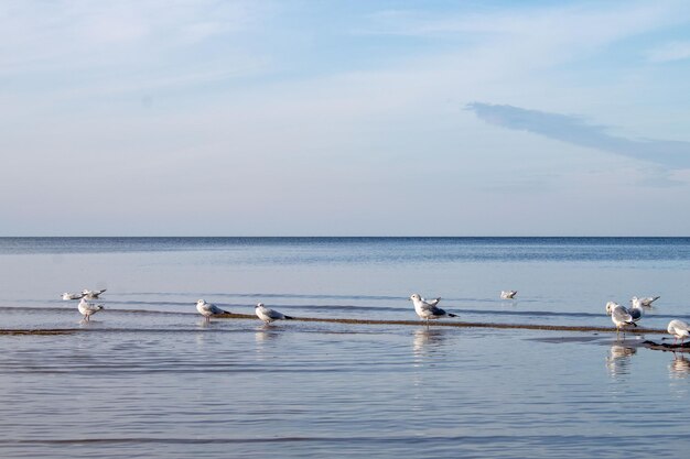 Gaviotas en las aguas azules del mar.