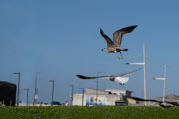 Gaviotas aterrizando aterrizando en la hierba