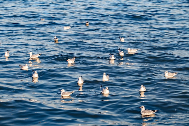 Gaviotas aves marinas nadan en la superficie del agua en el mar en un día claro