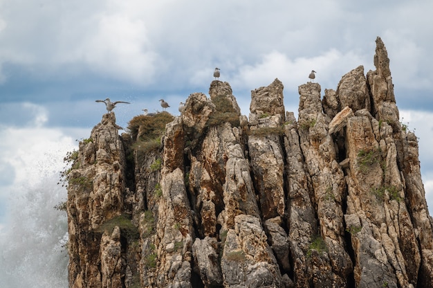 Las gaviotas de las aves marinas se sientan en la roca alrededor del mar tempestuoso. Ola de mar salpicando sobre piedra en la orilla del mar en invierno. Costa rocosa con aguas blancas arremolinándose alrededor de las rocas