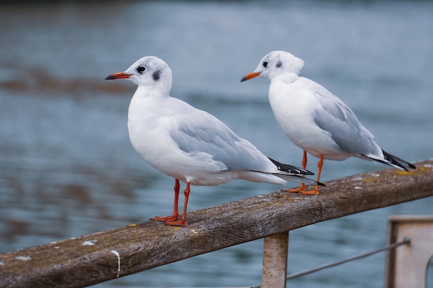 gaviotas en la barandilla del puerto