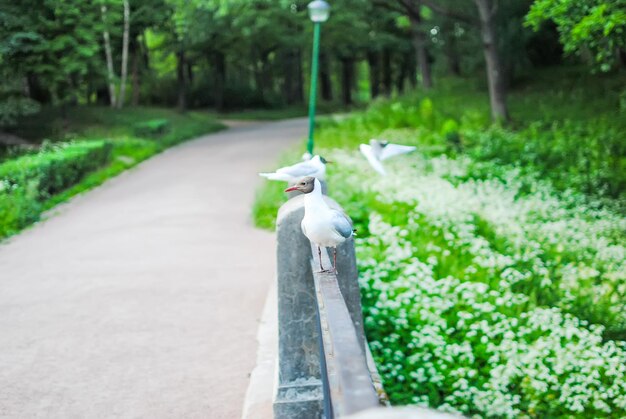 Gaviotas blancas en la baranda del puente en el parque