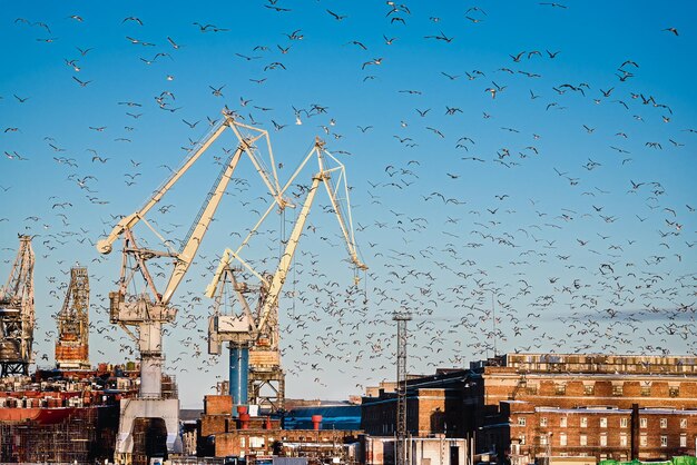 las gaviotas blancas vuelan contra el fondo del puerto marítimo