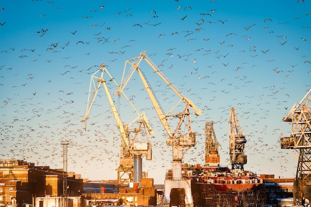 las gaviotas blancas vuelan contra el fondo del puerto marítimo