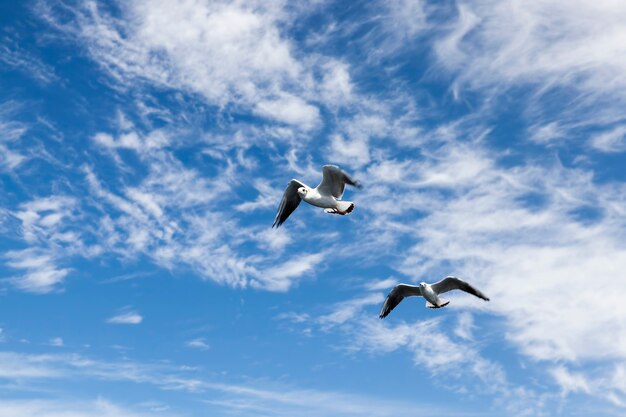 Gaviotas en busca de alimento en el Mar Báltico