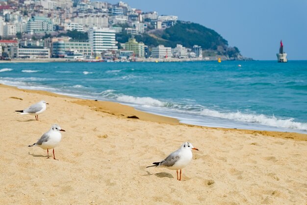 Las gaviotas caminan en la arena del mar en Busan, Corea.