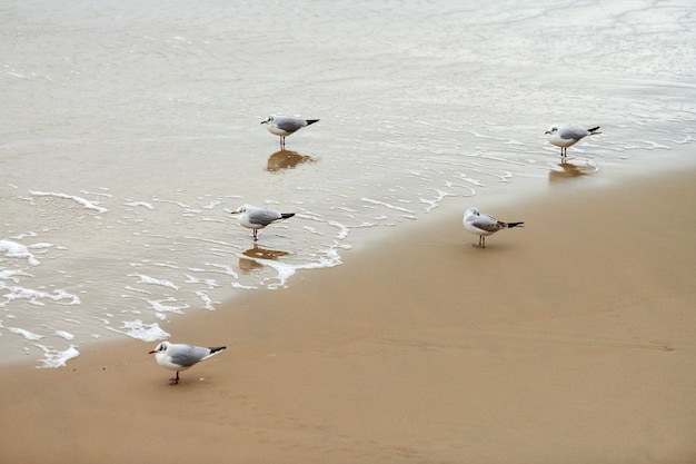 Gaviotas caminando por la orilla del mar. Gaviotas de cabeza negra, caminando en la playa de arena cerca del mar Báltico. Chroicocephalus ridibundus.