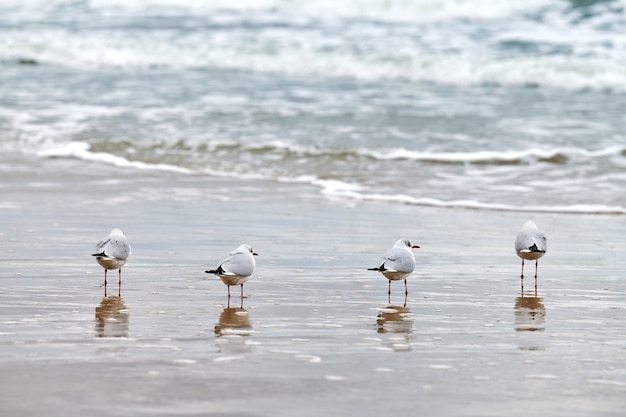 Gaviotas caminando por la orilla del mar