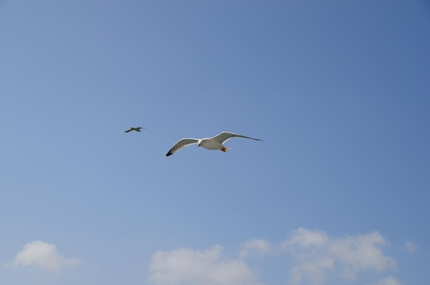 Gaviotas y cielo azul