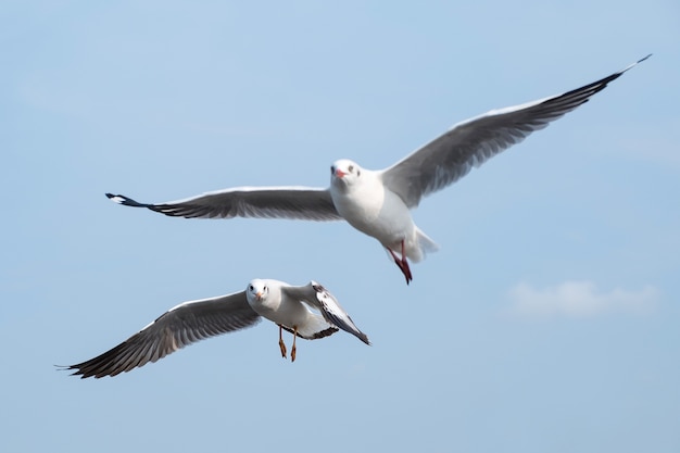 Gaviotas en el cielo azul