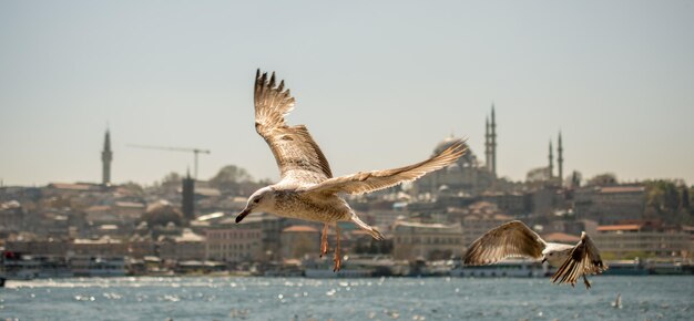 Gaviotas en un cielo con fondo de mezquita