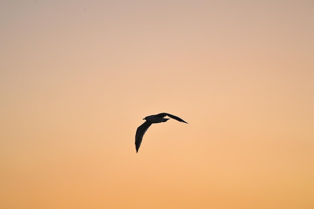 Foto las gaviotas en el cielo