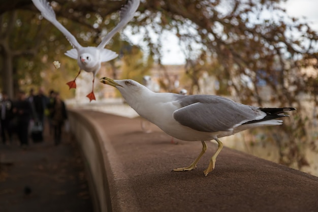 Gaviotas coger un capricho en el terraplén del río Tíber Roma Italia