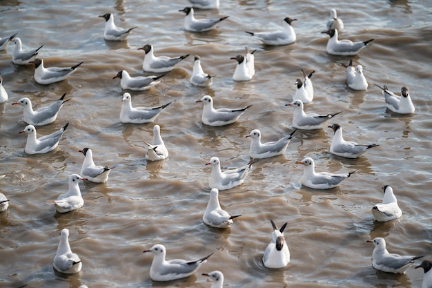 Las gaviotas descansan en el agua cerca del bosque de manglares