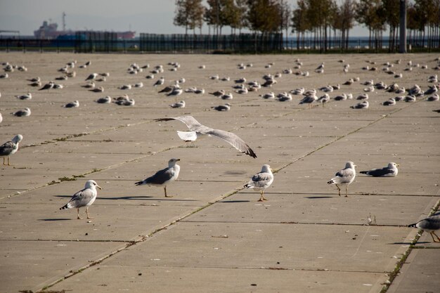 Las gaviotas descansan sobre un suelo de hormigón.