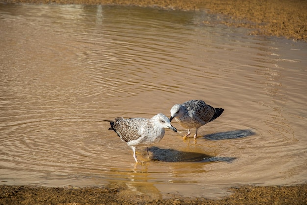 Las gaviotas descansan en tierra con aguas fangosas