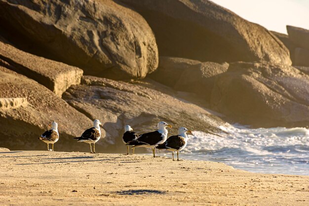 Las gaviotas descansando en la arena en la playa del Diablo en Ipanema en Río de Janeiro