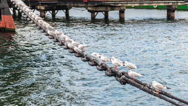 Gaviotas descansando en una cadena