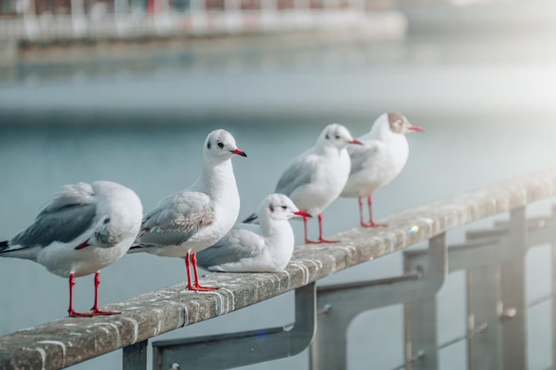 gaviotas descansando en el puerto