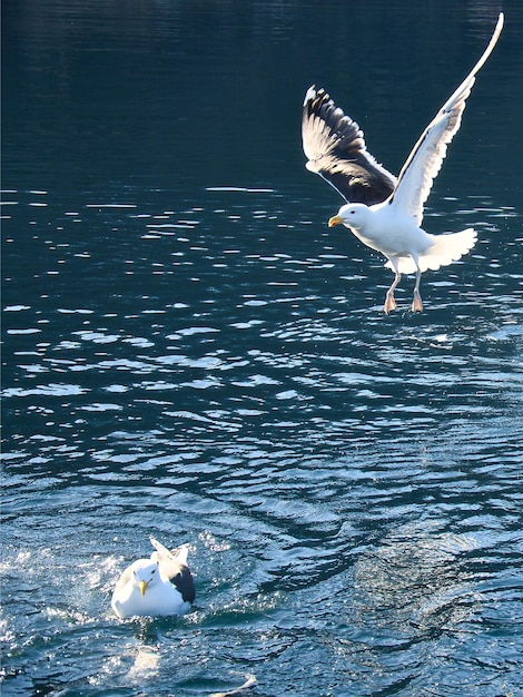 Las gaviotas despegan en el fiordo Las gotas de agua salpican en el movimiento dinámico de las aves marinas