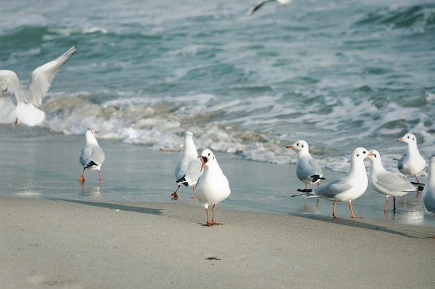 Gaviotas divertidas en la orilla del mar.