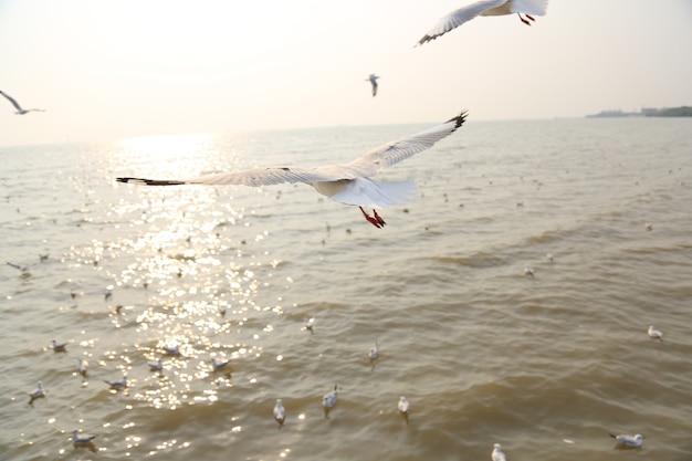 Las gaviotas escaparon del clima frío en Tailandia.