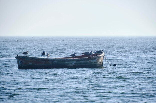 Las gaviotas están sentadas en un viejo barco de pesca abandonado en el mar