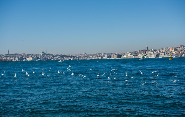 Las gaviotas están sobre y sobre el agua del mar.