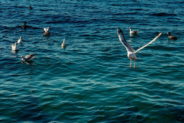 Las gaviotas están sobre y sobre las aguas del mar