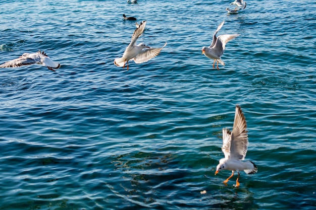 Las gaviotas están sobre y sobre las aguas del mar