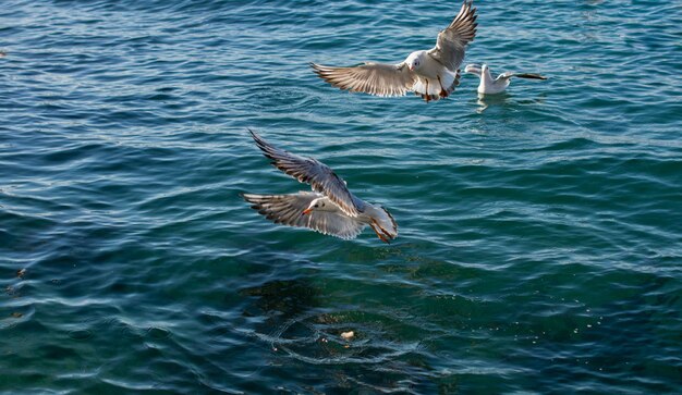 Las gaviotas están sobre y sobre las aguas del mar.