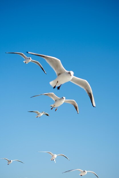 Las gaviotas están volando en un cielo