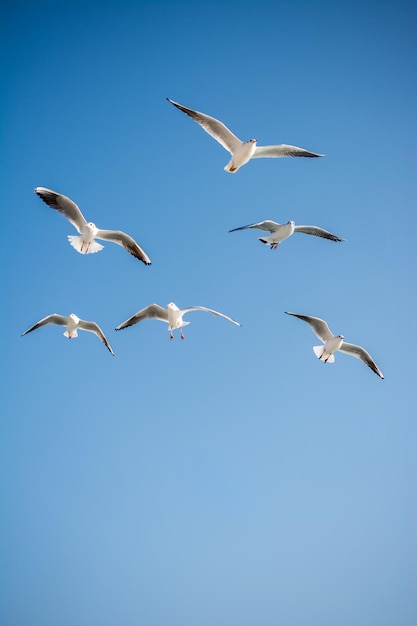 Las gaviotas están volando en un cielo.