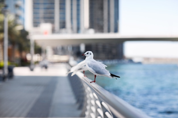 Gaviotas en el fondo del paisaje urbano