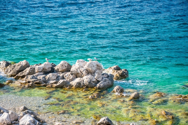 Las gaviotas grandes se sientan en piedras costeras enormes