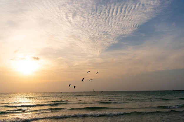 Gaviotas en el hermoso cielo del atardecer con agua de mar