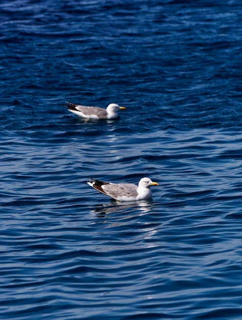 Gaviotas de la isla de Elba de Italia Toscana