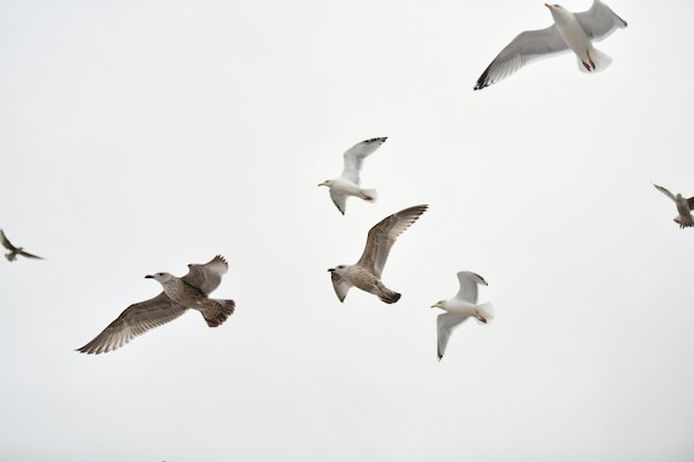 Foto gaviotas mar maúlla volando en el cielo despliega las alas