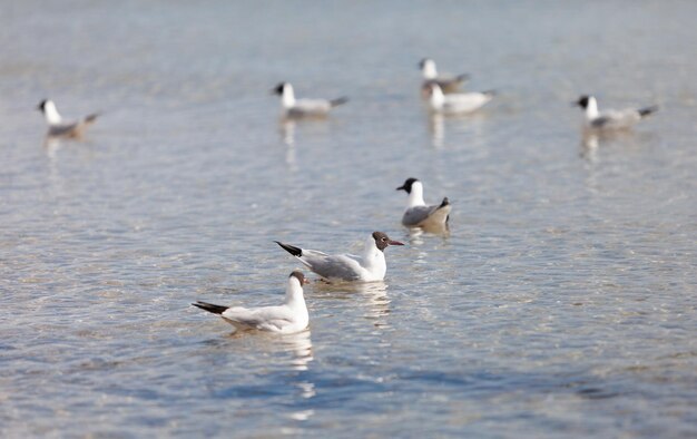 Gaviotas en el mar de la playa en un día soleado