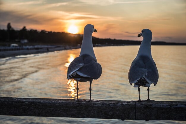 Foto gaviotas en el muelle binz