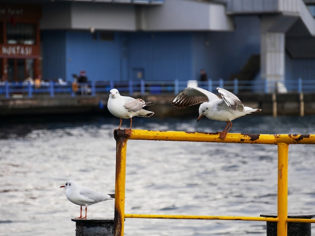 Gaviotas en el muelle en Estambul, Turquía